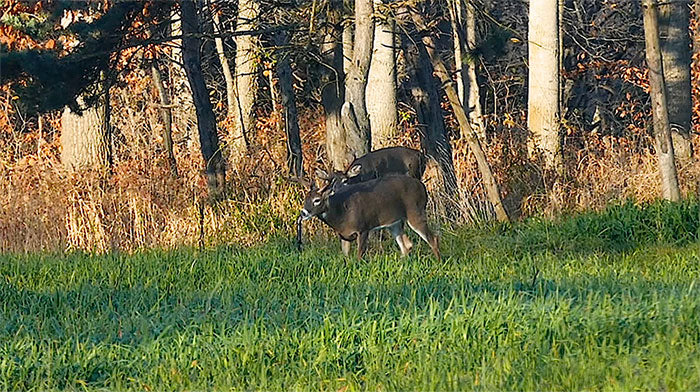 DO SYNTHETIC DEER SCENTS WORK