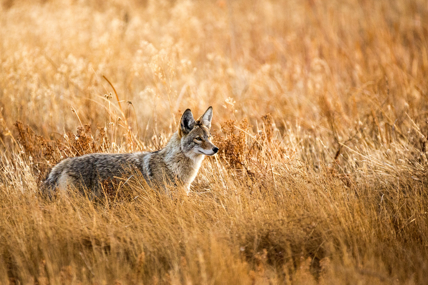 Guide To Using Scents While Predator Hunting