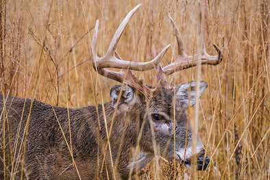 Every Deer Hunter Should Try Synthetic Urine