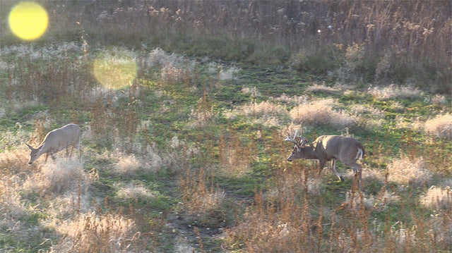 Deer Rut Doe Ridge Line Scent Strategies for the Different Rut Phases