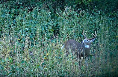 You've been using Hunting Scents all Wrong. Here's Why.