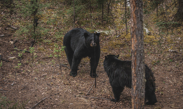 Wyndscent 2.0 Black Bear Starter Kit